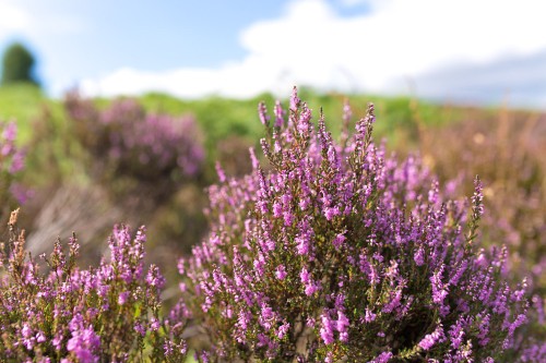 Вереск обыкновенный фото