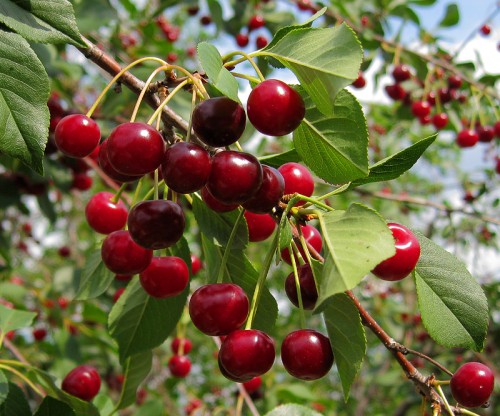 Вишня обыкновенная фото