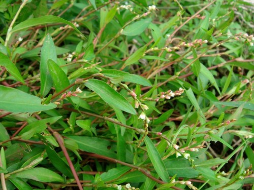 Горец перечный фото