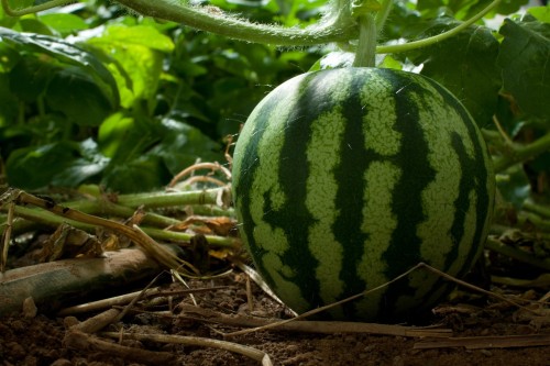 Арбуз обыкновенный фото
