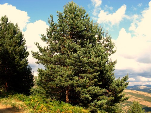 Сосна обыкновенная фото