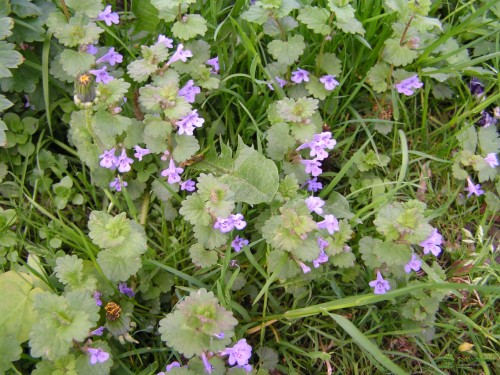 Будра плющевидная фото