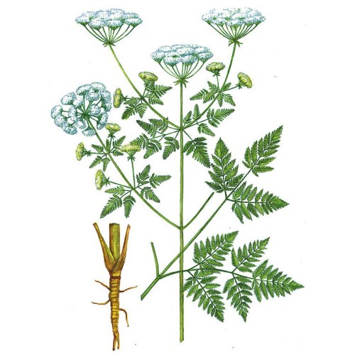 Болиголов пятнистый фото