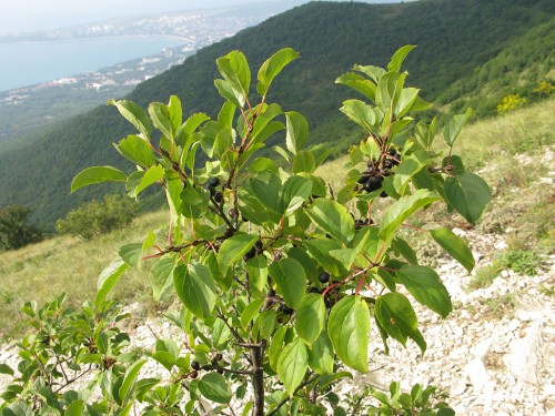 Жостер слабительный фото